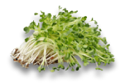 Broccoli Sprouts (Whole)
